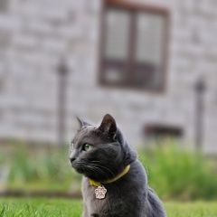 Подробнее об объявлении «Ивантеевка (Московская обл.) Пропала кошка звоните/пишите в любое время суток» Фото: пропала кошка  «Ивантеевка (Московская обл.) Пропала кошка...» в г. Ивантеевка (Московская обл.)