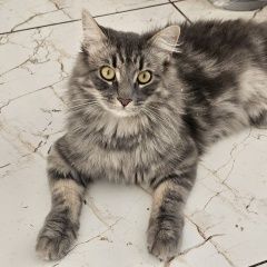 Подробнее об объявлении «Калининград (Кенигсберг) Пропал кот» Фото: пропала кошка  «Калининград (Кенигсберг) Пропал кот» в г. Калининград (Кенигсберг)