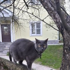 Подробнее об объявлении «Пропала кошка русская голубая Малаховка» Фото: пропала кошка Русская голубая кошка «Пропала кошка русская голубая Малаховка» в г. Малаховка
