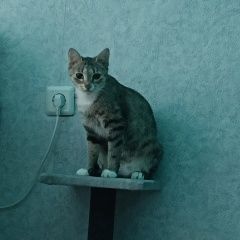 Подробнее об объявлении «Пропала кошка Санкт-Петербург» Фото: пропала кошка  «Пропала кошка Санкт-Петербург» в г. Санкт-Петербург