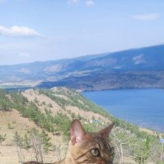 Подробнее об объявлении «Иркутск Пропала кошка бенгальская кошка» Фото: пропала кошка Бенгальская кошка «Иркутск Пропала кошка бенгальская кошка» в г. Иркутск