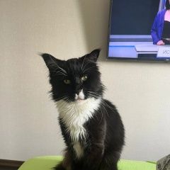 Подробнее об объявлении «Пропал кот Солнечногорск» Фото: пропала кошка Мейн-кун «Пропал кот Солнечногорск» в г. Солнечногорск