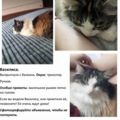 Подробнее об объявлении «Пропала кошка трёхцветка Троицк» Фото: пропала кошка  «Пропала кошка трёхцветка Троицк» в г. Троицк