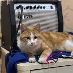Подробнее об объявлении «Пропал кот Казань» Фото: пропала кошка  «Пропал кот Казань» в г. Казань