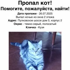 Подробнее об объявлении «Пропал кот Санкт-Петербург» Фото: пропала кошка  «Пропал кот Санкт-Петербург» в г. Санкт-Петербург