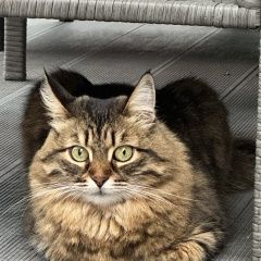 Подробнее об объявлении «Астрахань Пропала кошка» Фото: пропала кошка  «Астрахань Пропала кошка» в г. Астрахань