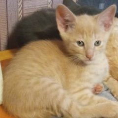 Подробнее об объявлении «Пропала кошка Минск» Фото: пропала кошка  «Пропала кошка Минск» в г. Минск