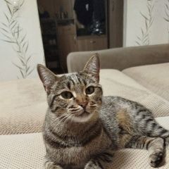 Подробнее об объявлении «Пропала кошка Ставрополь» Фото: пропала кошка  «Пропала кошка Ставрополь» в г. Ставрополь