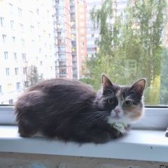 Подробнее об объявлении «Пропала кошка в зелёном ошейнике Санкт-Петербург» Фото: пропала кошка Невская маскарадная «Пропала кошка в зелёном ошейнике Санкт-Петербург» в г. Санкт-Петербург