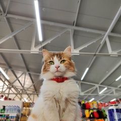 Подробнее об объявлении «Пропала кошка Тирасполь» Фото: пропала кошка  «Пропала кошка Тирасполь» в г. Тирасполь