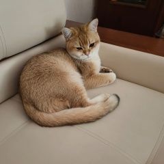 Подробнее об объявлении «Осташков Пропал кот (кот)» Фото: пропала кошка  «Осташков Пропал кот (кот)» в г. Осташков