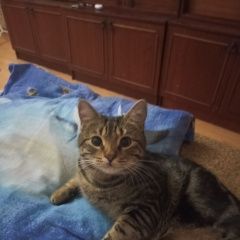 Подробнее об объявлении «Пропал кот зовут степан Армавир» Фото: пропала кошка  «Пропал кот зовут степан Армавир» в г. Армавир