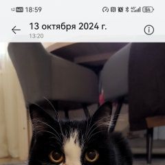 Подробнее об объявлении «Выборг Пропал кот» Фото: пропала кошка  «Выборг Пропал кот» в г. Выборг