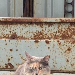 Подробнее об объявлении «Пропала кошка Электрогорск» Фото: пропала кошка  «Пропала кошка Электрогорск» в г. Электрогорск