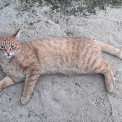 Подробнее об объявлении «Пропал кот ласковый рыжий котик Томск» Фото: пропала кошка  «Пропал кот ласковый рыжий котик Томск» в г. Томск