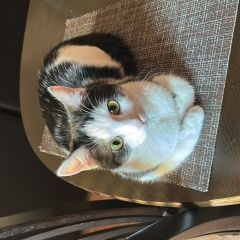 Подробнее об объявлении «Пропала кошка улица ленина 441/2 Ставрополь» Фото: пропала кошка  «Пропала кошка улица ленина 441/2 Ставрополь» в г. Ставрополь