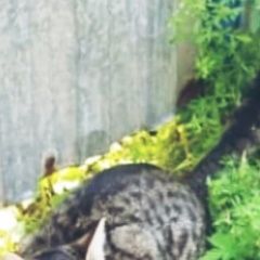 Подробнее об объявлении «Пропал кот Оренбург» Фото: пропала кошка  «Пропал кот Оренбург» в г. Оренбург