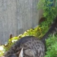 Подробнее об объявлении «Пропал кот Оренбург» Фото: пропала кошка  «Пропал кот Оренбург» в г. Оренбург