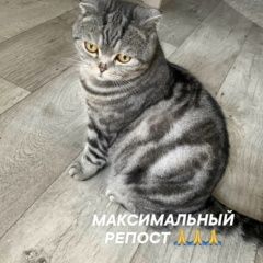 Подробнее об объявлении «Пропал кот Канск» Фото: пропала кошка Скоттиш фолд (шотландская вислоухая) «Пропал кот Канск» в г. Канск