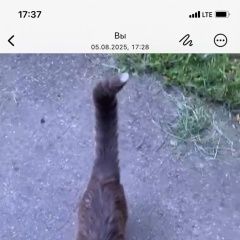 Подробнее об объявлении «Лобня Пропала кошка» Фото: пропала кошка  «Лобня Пропала кошка» в г. Лобня