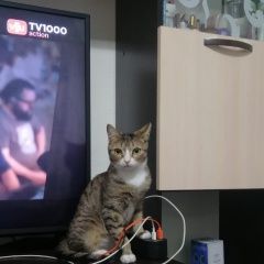 Подробнее об объявлении «Пропал кот Омск» Фото: пропала кошка  «Пропал кот Омск» в г. Омск