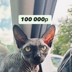 Подробнее об объявлении «Пропал кот сфинкс айс Казань» Фото: пропала кошка Канадский сфинкс «Пропал кот сфинкс айс Казань» в г. Казань