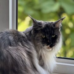 Подробнее об объявлении «Владимир Пропала кошка срочно» Фото: пропала кошка  «Владимир Пропала кошка срочно» в г. Владимир