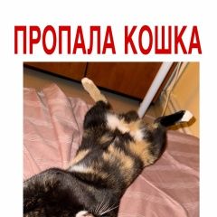 Подробнее об объявлении «Пропала кошка трехцветная кошка с темно зеленым ошейни Кишинев» Фото: пропала кошка  «Пропала кошка трехцветная кошка с темно зеленым...» в г. Кишинев