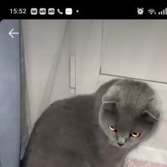 Подробнее об объявлении «Брянск Пропал кот» Фото: пропала кошка Британская короткошерстная кошка «Брянск Пропал кот» в г. Брянск