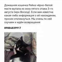 Подробнее об объявлении «Майкоп (Адыгея) Пропала кошка помогите найти любимицу» Фото: пропала кошка  «Майкоп (Адыгея) Пропала кошка помогите найти...» в г. Майкоп (Адыгея)
