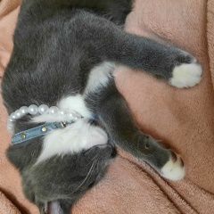 Подробнее об объявлении «Орел Пропал кот» Фото: пропала кошка  «Орел Пропал кот» в г. Орел