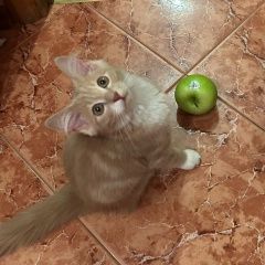 Подробнее об объявлении «Пропал котёнок Москва» Фото: пропала кошка  «Пропал котёнок Москва» в г. Москва