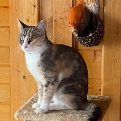 Подробнее об объявлении «Подольск Пропала кошка клёпа» Фото: пропала кошка  «Подольск Пропала кошка клёпа» в г. Подольск