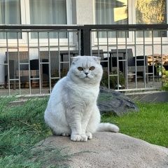 Подробнее об объявлении «Мытищи Пропал кот» Фото: пропала кошка Скоттиш страйт (шотландская прямоухая) «Мытищи Пропал кот» в г. Мытищи