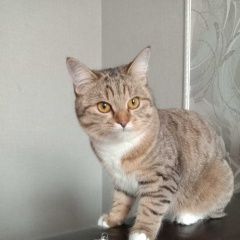 Подробнее об объявлении «Пропала кошка Пенза» Фото: пропала кошка  «Пропала кошка Пенза» в г. Пенза