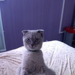 Подробнее об объявлении «Климовск Пропал кот шотландский кот» Фото: пропала кошка  «Климовск Пропал кот шотландский кот» в г. Климовск