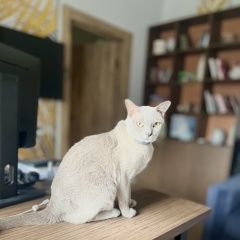 Подробнее об объявлении «Пропал кот Троицк» Фото: пропала кошка Бурма «Пропал кот Троицк» в г. Троицк