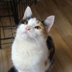Подробнее об объявлении «Пропала кошка Ульяновск» Фото: пропала кошка  «Пропала кошка Ульяновск» в г. Ульяновск