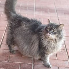Подробнее об объявлении «Пропал кот серый пушистый в п. ростоши г Оренбург» Фото: пропала кошка  «Пропал кот серый пушистый в п. ростоши г Оренбург» в г. Оренбург
