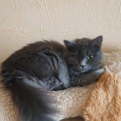 Подробнее об объявлении «Набережные Челны Пропал кот голубоватый котик н. челны(зяб)» Фото: пропала кошка  «Набережные Челны Пропал кот голубоватый котик...» в г. Набережные Челны