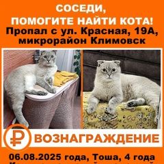Подробнее об объявлении «Климовск Пропал кот шотландский кот» Фото: пропала кошка  «Климовск Пропал кот шотландский кот» в г. Климовск