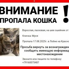Подробнее об объявлении «Лобня Пропала кошка кличка муся» Фото: пропала кошка  «Лобня Пропала кошка кличка муся» в г. Лобня
