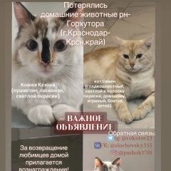 Подробнее об объявлении «Пропала кошка и питомцы Краснодар» Фото: пропала кошка  «Пропала кошка и питомцы Краснодар» в г. Краснодар