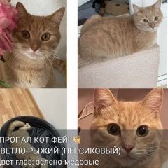 Подробнее об объявлении «Пропал кот рыжий кот Балашиха» Фото: пропала кошка  «Пропал кот рыжий кот Балашиха» в г. Балашиха