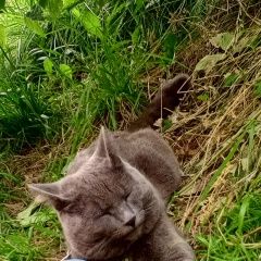 Подробнее об объявлении «Иркутск Пропал кот помогите найти» Фото: пропала кошка  «Иркутск Пропал кот помогите найти» в г. Иркутск