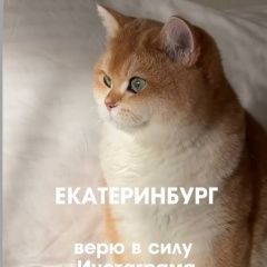 Подробнее об объявлении «Пропала кошка Екатеринбург» Фото: пропала кошка Британская короткошерстная кошка «Пропала кошка Екатеринбург» в г. Екатеринбург