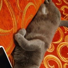 Подробнее об объявлении «Пропал кот барсик Чита» Фото: пропала кошка  «Пропал кот барсик Чита» в г. Чита