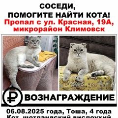Подробнее об объявлении «Пропал кот Климовск» Фото: пропала кошка  «Пропал кот Климовск» в г. Климовск