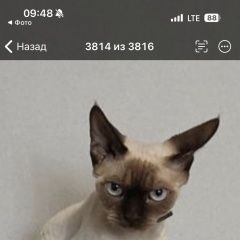 Подробнее об объявлении «Калининград (Кенигсберг) Пропал кот» Фото: пропала кошка Девон-рекс «Калининград (Кенигсберг) Пропал кот» в г. Калининград (Кенигсберг)