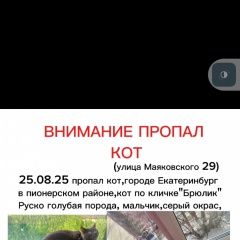 Подробнее об объявлении «Пропал кот Екатеринбург» Фото: пропала кошка Русская голубая кошка «Пропал кот Екатеринбург» в г. Екатеринбург
